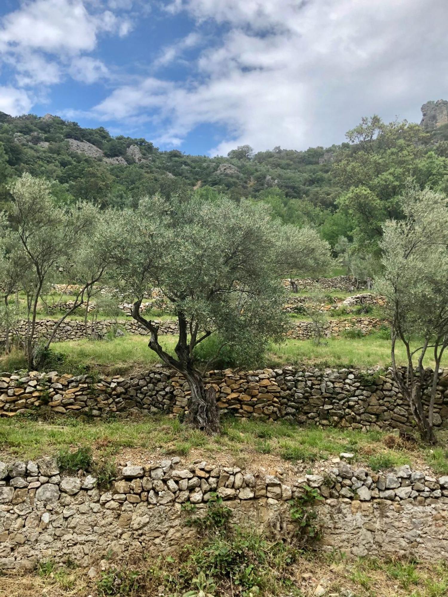 Charmante Maison A Saint Guilhem Le Desert Eksteriør bilde